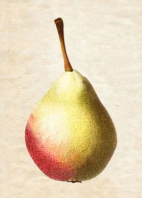 PEAR LEAN VINTAGE