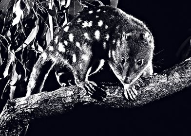 quoll cute 