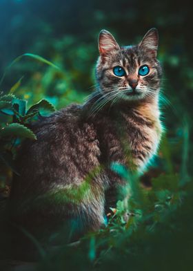 Cat with blue eye