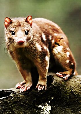 quoll cute 