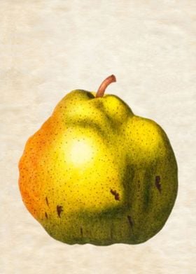 PEAR STUBBY VINTAGE