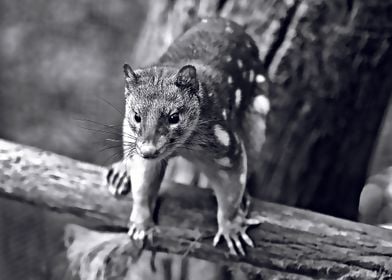 quoll cute 