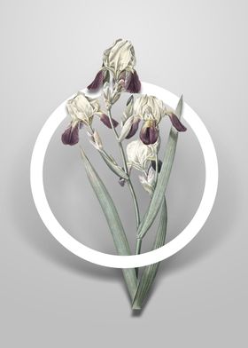 Elder Scented Iris Flower