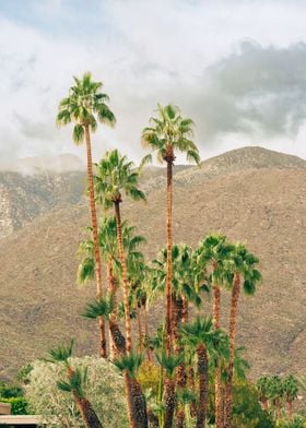 Palm Trees and Mountains