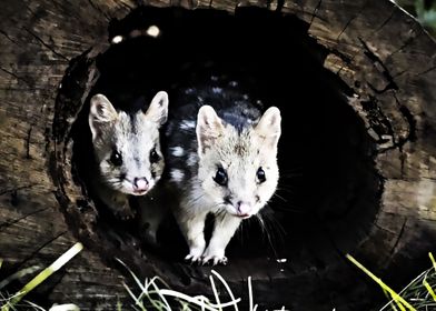 quoll cute 