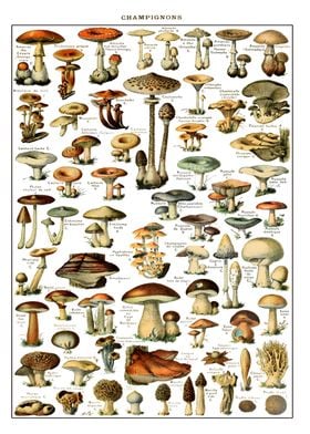 Vinatge Mushrooms