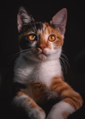 Cute orange cat