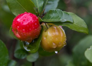 Acerola Cherries with drop