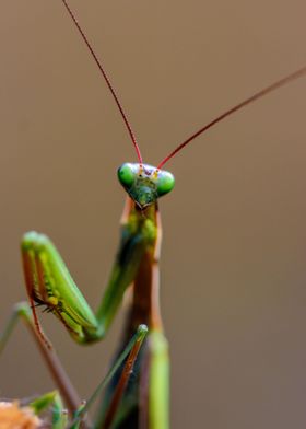 Mantis