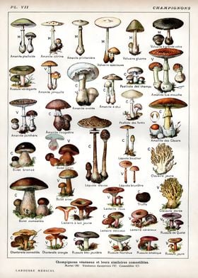 Types of Mushrooms