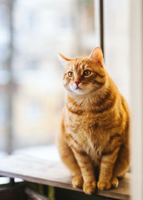 Cute orange cat