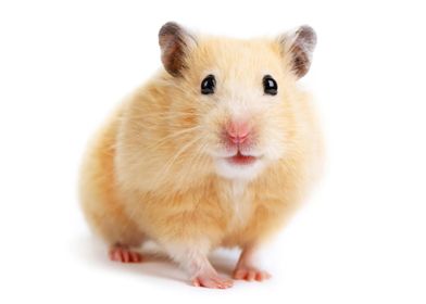 Cute Hamster Poster