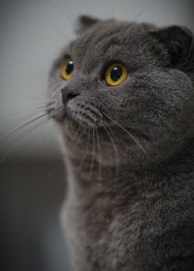 Cute grey cat