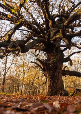 Tree King