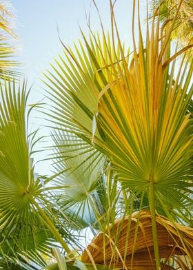 Palm Trees and Palm Fronds