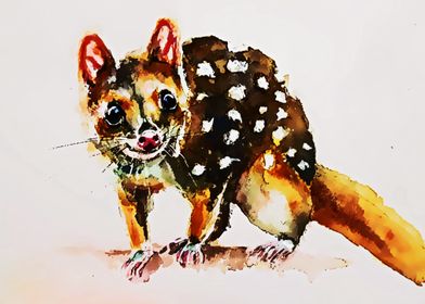 quoll