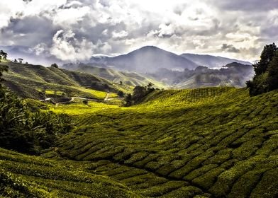 tea plantation