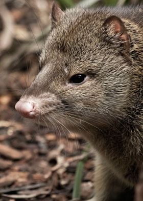 quoll