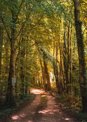 Golden Forest Walk