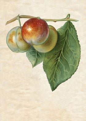 GREEN NECTARINE VINTAGE