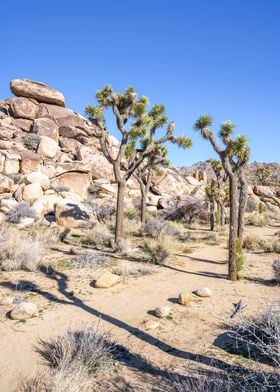 Joshua Tree Desert Views