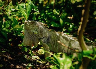 Green Iguana in Mexico