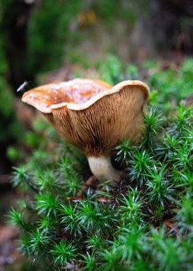 Mosquito on mushroom