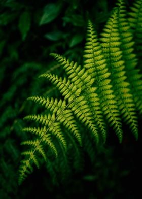 Fern leaves