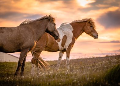 Icelandic Brown Horses
