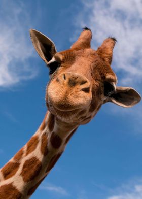 Smiling Giraffe Poster