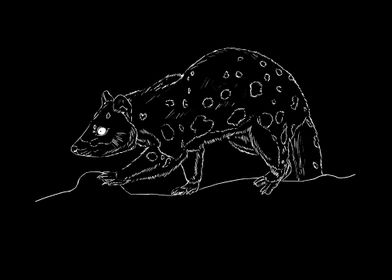 quoll