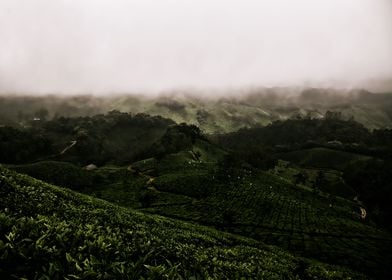 tea plantation