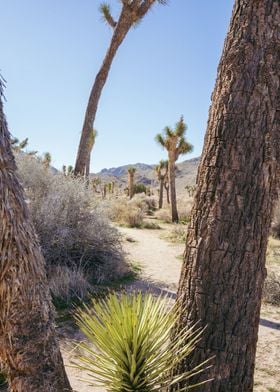 Joshua Tree Hiking Trail