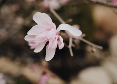 Flower Of Magnolia Tree