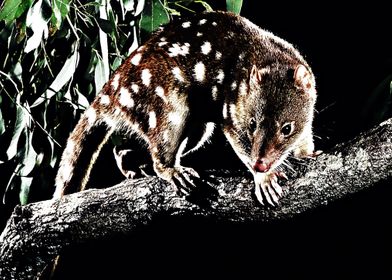 quoll