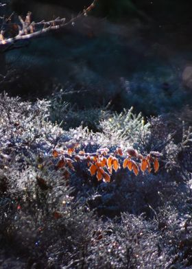 Le Givre