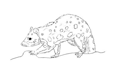 quoll