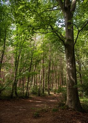 Tall Forest Trees