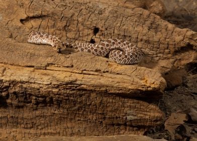 Western Hognose Bluffer sn