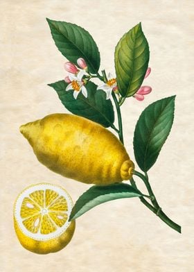 LEMON BRANCH VINTAGE