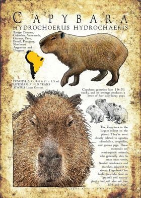 Trendy Capybara Poster