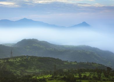 tea plantation