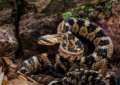  Black Tailed Rattlesnake