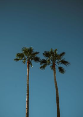 Ocean Drive Palms