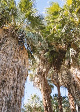 Palm Trees Palm Springs