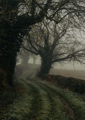 Spooky Woodland Fog