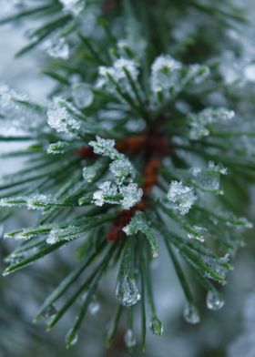 Ice crystals