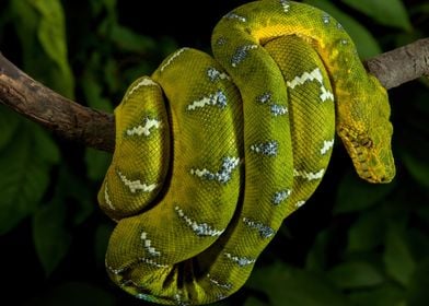 Emerald Tree Boa Closeup