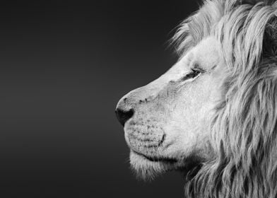 Lion side face closeup 