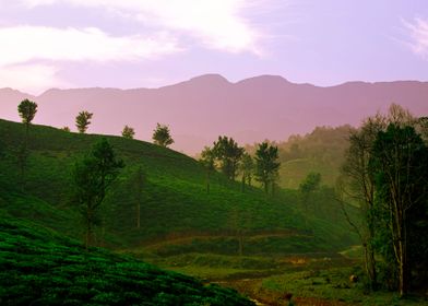 tea plantation